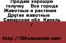 Продам хорошую телучку. - Все города Животные и растения » Другие животные   . Самарская обл.,Кинель г.